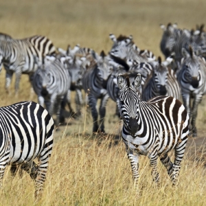 Ashford Tours & Travel