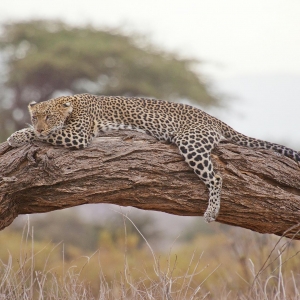 Ashford Tours & Travel