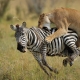 Ashford Tours & Travel