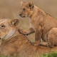 Ashford Tours & Travel