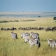 Ashford Tours & Travel