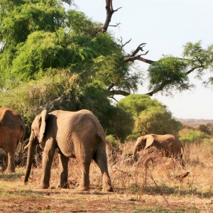Ashford Tours & Travel