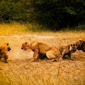 Ashford Tours & Travel