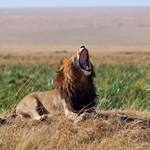 Ashford Tours & Travel