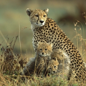 Ashford Tours & Travel