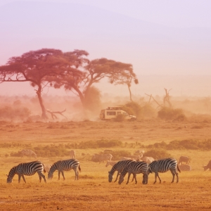 Masai or Kenyan Giraffes, Masai Mara Game Reseve, Kenya
