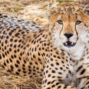 Ashford Tours & Travel
