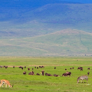 Masai or Kenyan Giraffes, Masai Mara Game Reseve, Kenya
