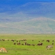 Masai or Kenyan Giraffes, Masai Mara Game Reseve, Kenya