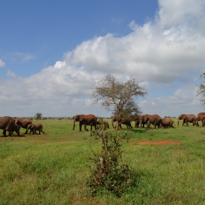 Ashford Tours & Travel