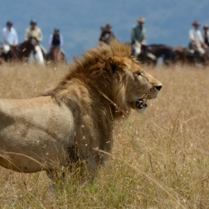 Ashford Tours & Travel