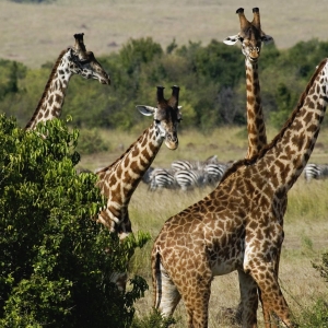 Masai or Kenyan Giraffes, Masai Mara Game Reseve, Kenya