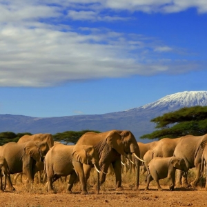 Ashford Tours & Travel