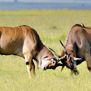 Ashford Tours & Travel