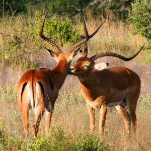 Ashford Tours & Travel