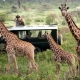 Ashford Tours & Travel