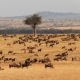 Ashford Tours & Travel