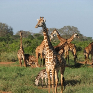 Ashford Tours & Travel