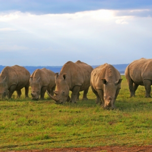 Ashford Tours & Travel