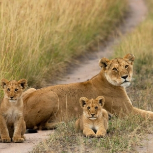 Ashford Tours & Travel