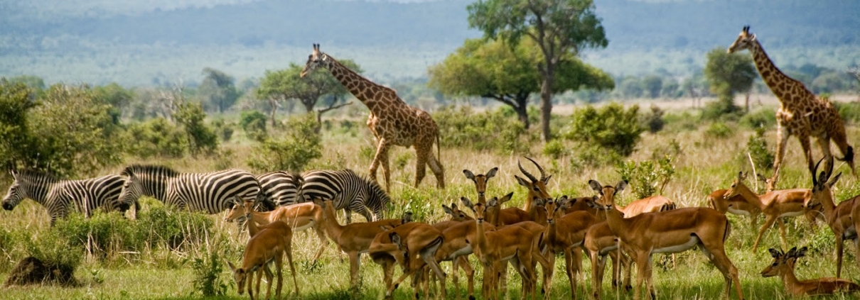 Ashford Tours & Travel
