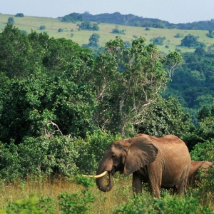 Ashford Tours & Travel