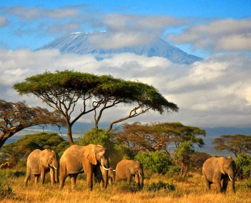 Ashford Tours & Travel