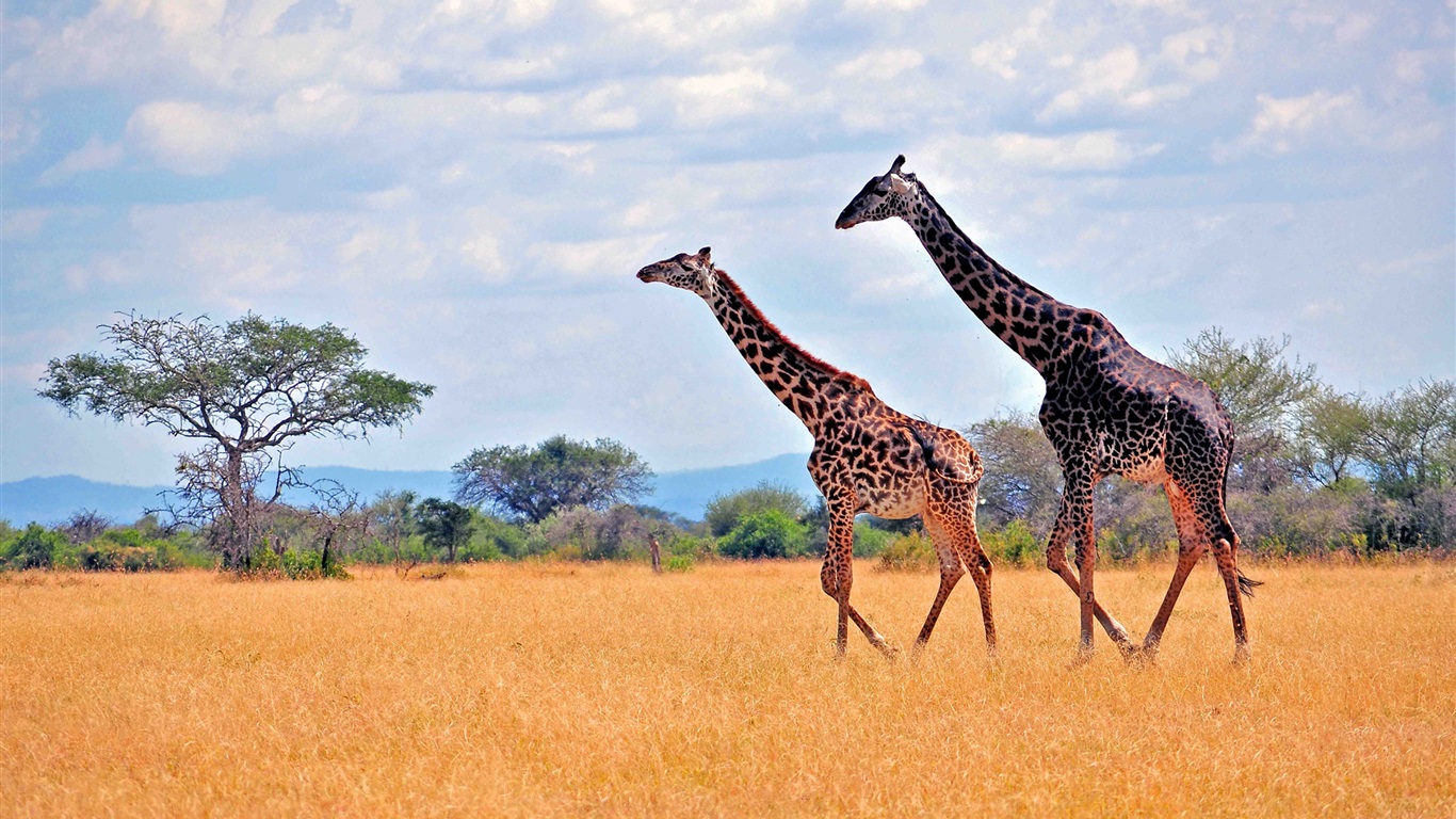 Zebras-in-African-safari_1366x768 Masai or Kenyan Giraffes, Masai Mara Game Reseve, Kenya