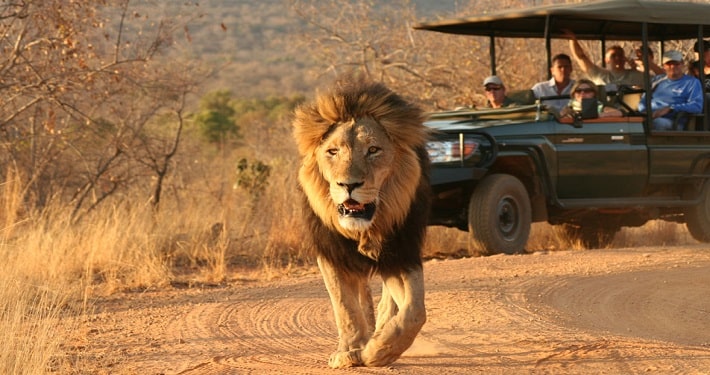 lion-on-safari-min (1)