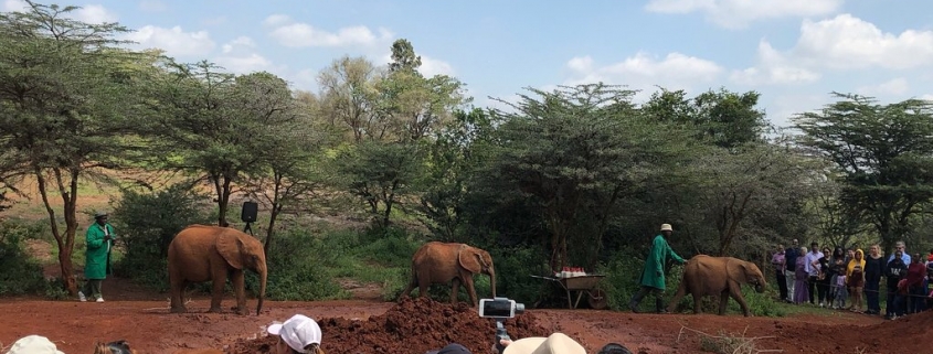 Photo - david-sheldric-wildlife-elephants and visitors